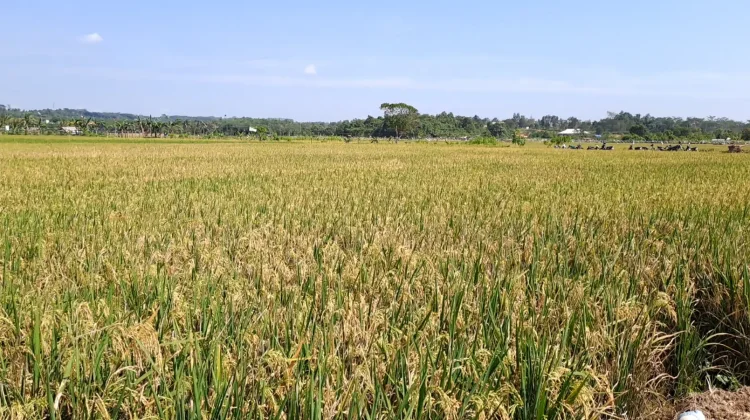 Kementan RI Soroti 13 Ribu Hektare Sawah di Kaltim Belum Produktif